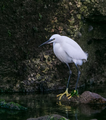 Seidenreiher - Little Egret - Egretta garzetta in Larmor-Palge