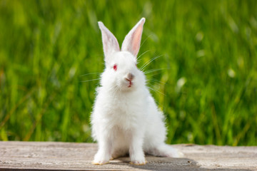 cute little white rabbit on a green background, sits on a wooden Board