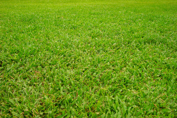 Green lawn for background. Green grass in the garden.