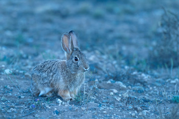 Cottontail