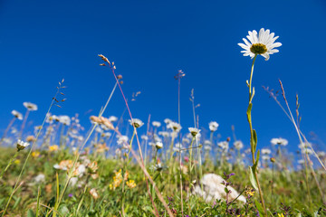 Wild Prairie Flowers in Green Grass Field with Blue Sky.