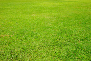 Green lawn for background. Green grass in the garden.