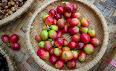 Kopi luwak or civet coffee, Coffee beans excreted by the civet.