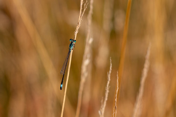 blue-tailed damselfly or common bluetail, Ischnura elegans belongs to the family of Ischnura elegans