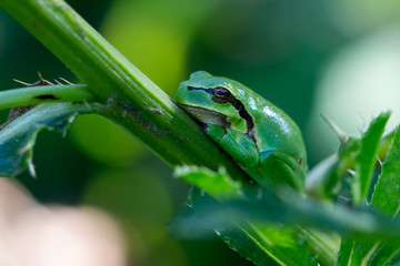 The genus Hyla is a member of the family of tree frogs (Hylidae)