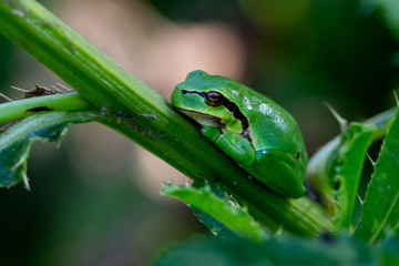 The genus Hyla is a member of the family of tree frogs