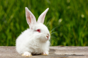 cute little white rabbit on a green background, sits on a wooden Board