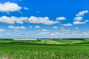 Beautiful landscape with green fields under blue sky