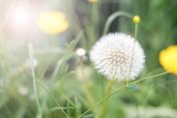 May flowers field of dandelion in garden in sunny day for wallpaper background. Spring begins in meadow, Mother's day in summer