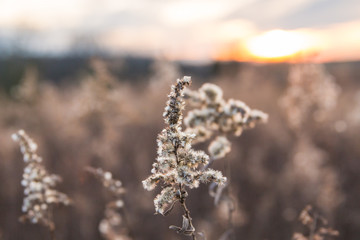 Dried Wild Grass and Country Fields with Winter Sunset in Blurred Background.