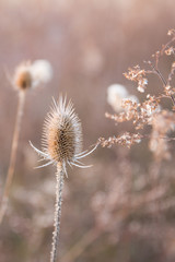 Dried Thistle and Country Fields In Pastel Winter Sunlight in Blurred Background.