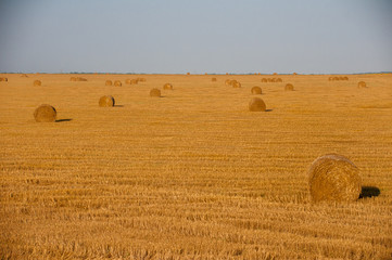 Fototapeta premium Beautiful countryside landscape. Round straw bales in harvested fields and blue sky with clouds