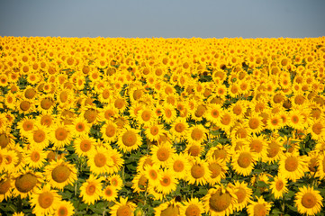 Obraz premium Landscape in Hokkaido, Rural landscape, Higashi, Hill of fairy tale, Meihachi, sunflower