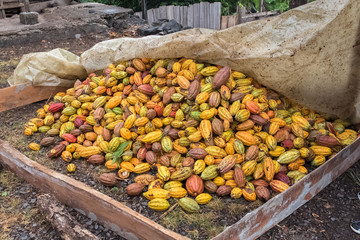 Cacao pods in Sao Tome and Principe, heap of pods of cocoa put on the ground for the drying

