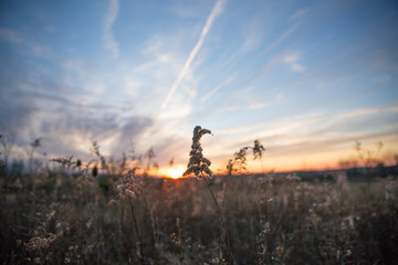 Dried Wild Grass and Country Fields In Pastel Winter Sunlight with Blue Sky