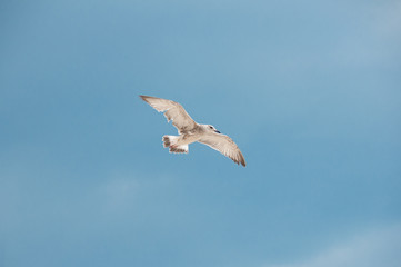 seagull running on the shore Close up view of white birds seagulls walking by the beach against natural blue water background. A seagull staring at the camera.