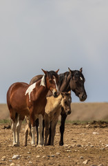 Obraz na płótnie Canvas Wild Horses in the Desert in Summer