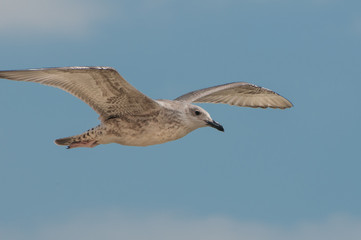 seagull running on the shore Close up view of white birds seagulls walking by the beach against natural blue water background. A seagull staring at the camera.