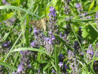 SAMSUNG DIGITAL CAMERA