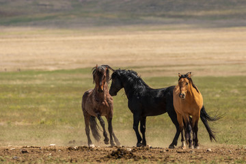 Wild Horses in the Desert in Summer