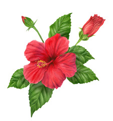 Hand-painted watercolor illustration of hibiscus with buds and leaves - obrazy, fototapety, plakaty