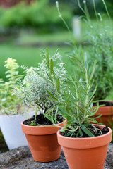 herbs in pots