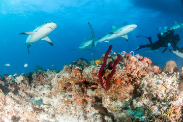 Caribbean reef shark at the Bahamas