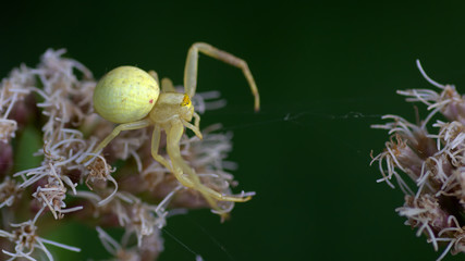 Gelbe Krabbenspinne, Misumena vatia, auf einer Blüte