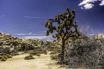 Joshua Trees