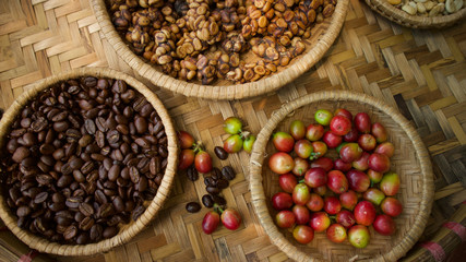 Kopi luwak or civet coffee, Coffee beans excreted by the civet.
