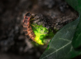 Leuchtkäfer Weibchen in der Dämmerung im eigenen Licht - Light beetle Female in his own light at...