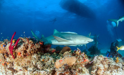 Lemon shark at the Bahamas