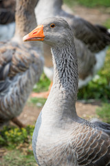 Domestic goose on a farm