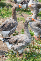 domestic geese on green grass