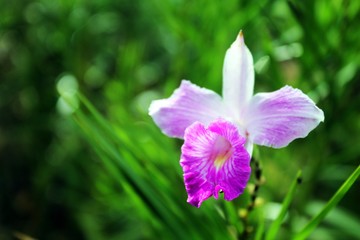 Obraz premium Beautiful pink / purple orchid of the species Arundina graminifolia, known as bamboo orchid, with a blurred green background of its own foliage