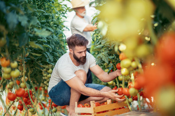 Father and son check harvest of tomato in greenhouse