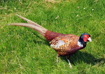 Fototapeta premium Male Pheasant