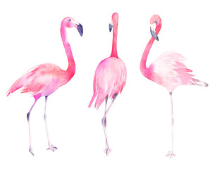 Obraz premium Set watercolor random flamingos. Isolated hand drawn illustration