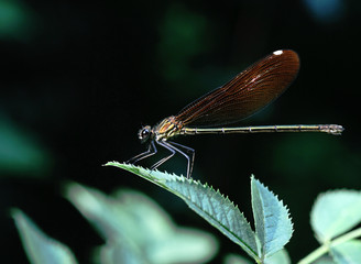 tuscany, dragonfly resting on a tree leaf, under the sun rays