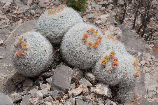 Mammillaria candida