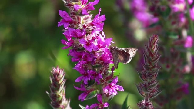 Silver Y moth, Autographa gamma, collecting nectar from a purple loosestrife flower during august in scotland.