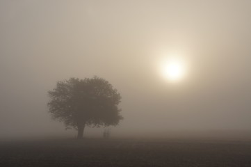 Bardzo gęsta mgła na polu, mglisty poranek, samotne drzewo we mgle o świcie, mglista pogoda - obrazy, fototapety, plakaty