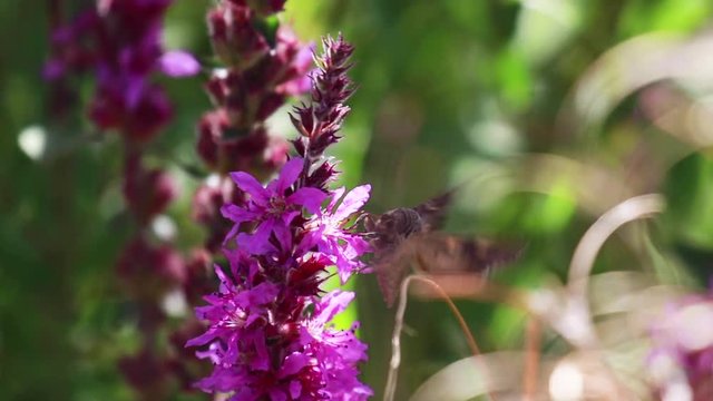 Silver Y moth, Autographa gamma, collecting nectar from a purple loosestrife flower during august in scotland.