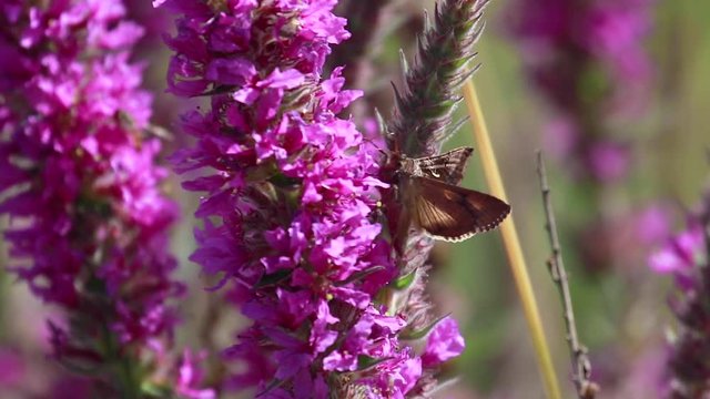 Silver Y moth, Autographa gamma, collecting nectar from a purple loosestrife flower during august in scotland.