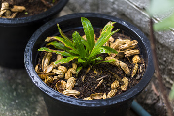 Culantro planted in the pot, Urban aricultural concept.