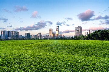 green lawn in the park
