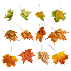 Obraz premium Autumn leaves set. Isolated on white background