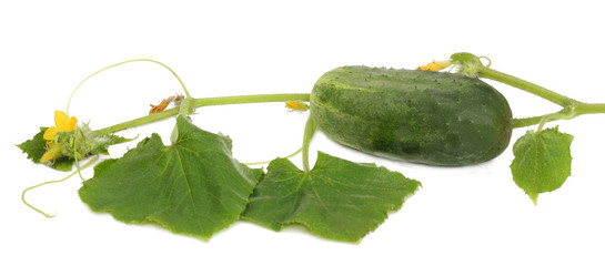 Flowering branch with cucumber isolated on white