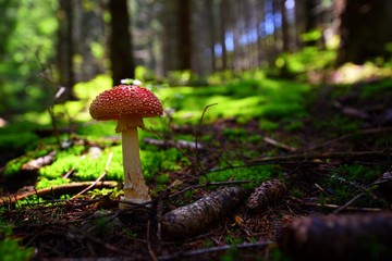 toadstool