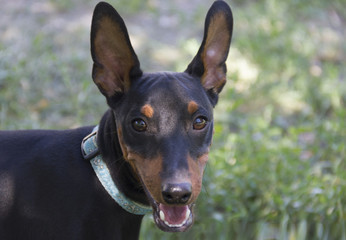 Dobermann Pinscher Ear Shot
